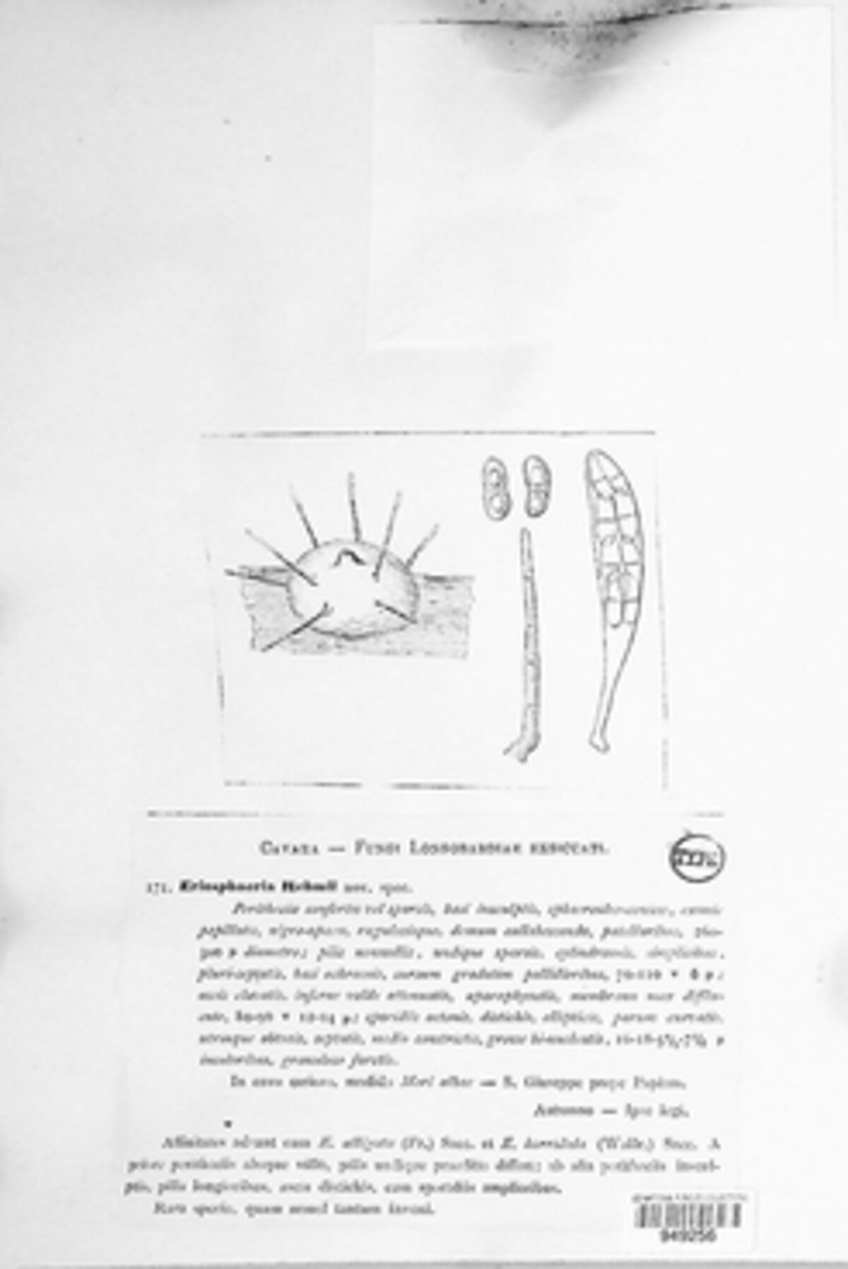 Eriosphaeria image